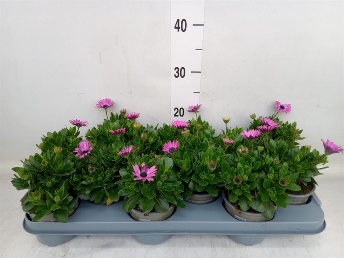 <h4>Osteospermum   ...</h4>