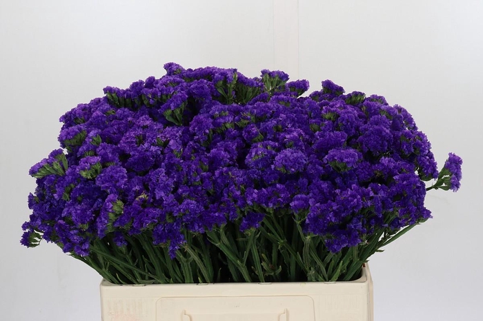 <h4>Limonium Navy Sun Birds</h4>