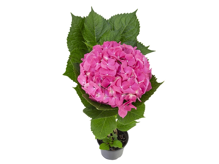 <h4>HORTENSIA P15 PINK</h4>