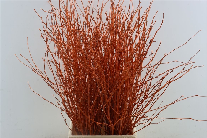 Berk 70cm Orange Pbs