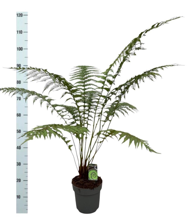 <h4>DICK ANTARCTICA</h4>