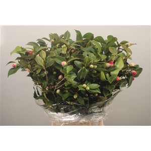 Camelia Per Bunch