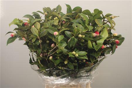 <h4>Camelia Per Bunch</h4>