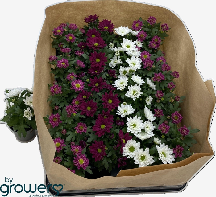 <h4>CHRYS GEM 6 KL</h4>