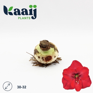 BLOEMBOL HIPPEASTRUM