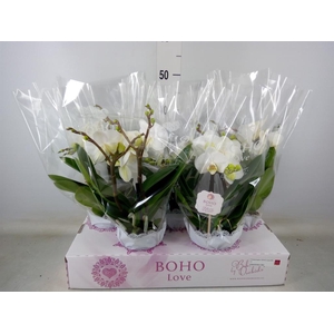 Phalaenopsis   ...white