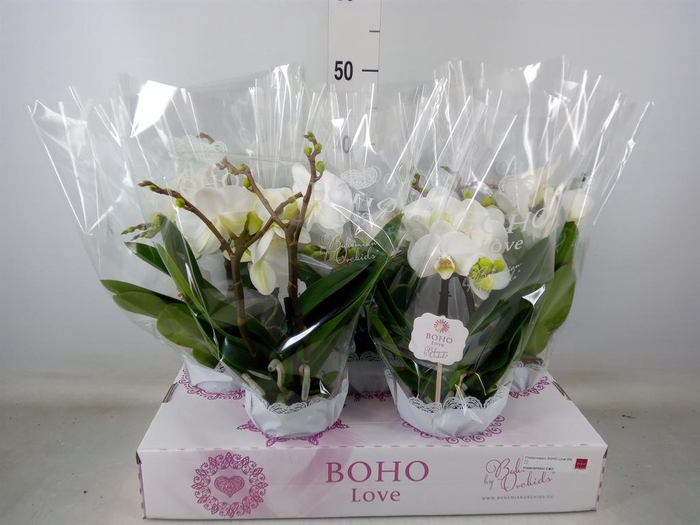 <h4>Phalaenopsis   ...white</h4>