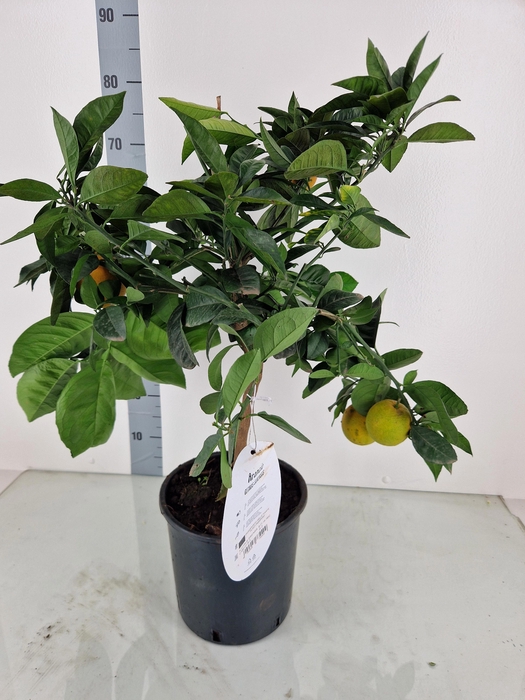 <h4>CITR SINENSIS</h4>