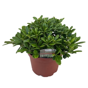 Pittosporum tobira nanum