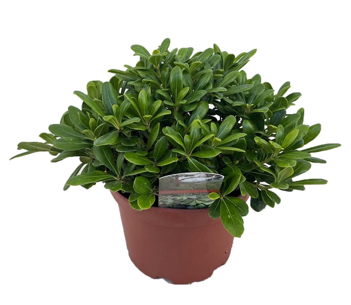 <h4>Pittosporum tobira nanum</h4>