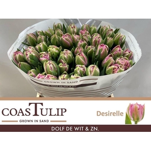 Tulipa do desirelle