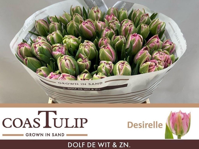 <h4>Tulipa do desirelle</h4>