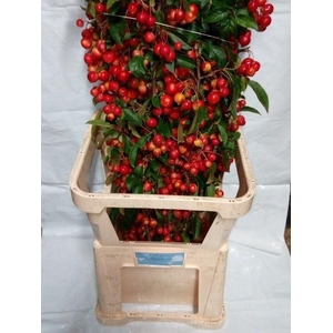 MALUS  'RED SENTINEL' 100CM
