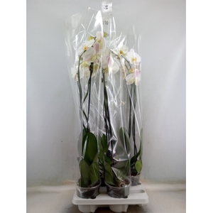 Phalaenopsis   ...white