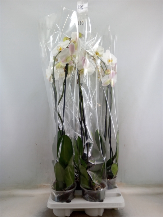 <h4>Phalaenopsis   ...white</h4>