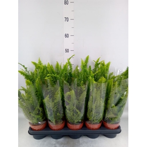 Nephrolepis exal. 'Green Lady'