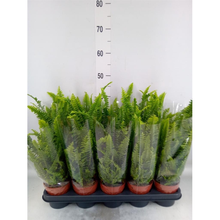 <h4>Nephrolepis exal. 'Green Lady'</h4>