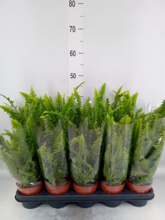<h4>Nephrolepis exal. 'Green Lady'</h4>