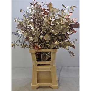 EUC CINEREA PB VERF METALMIX