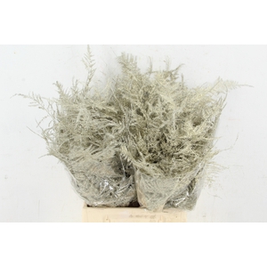 Asp IT 1e Veren Platina