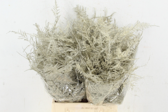 <h4>Asp IT 1e Veren Platina</h4>