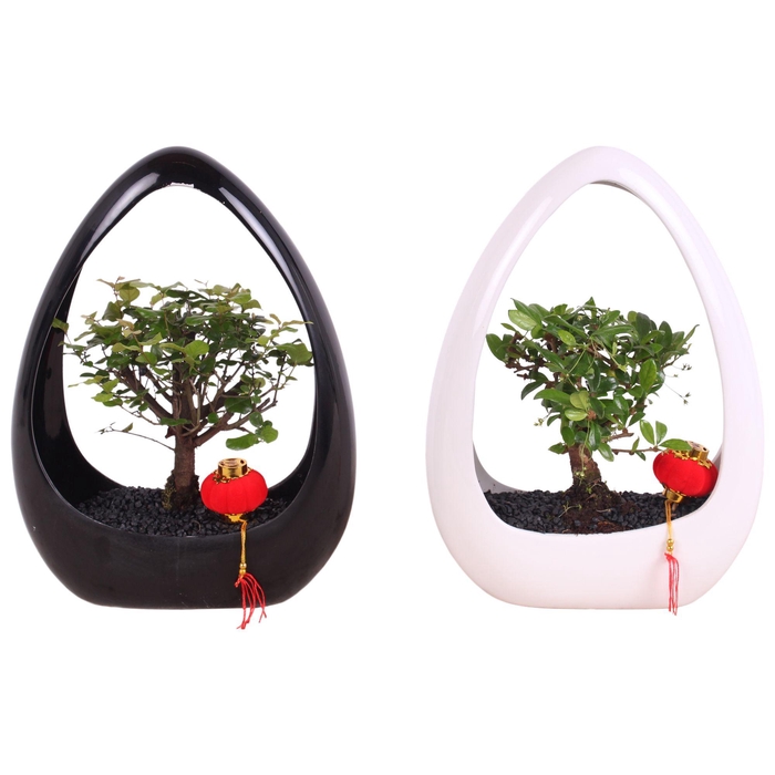 <h4>Bonsai Mixed pot Ø15cm in Ikebana Ceramic in Black/White Ø23cm</h4>