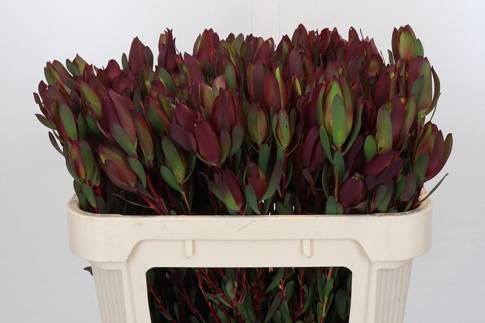 Leucadendron Senorita Spray