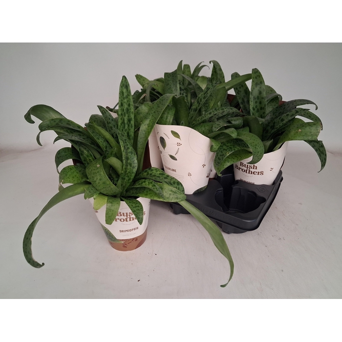 <h4>DRIMIOPSIS MACULATA</h4>