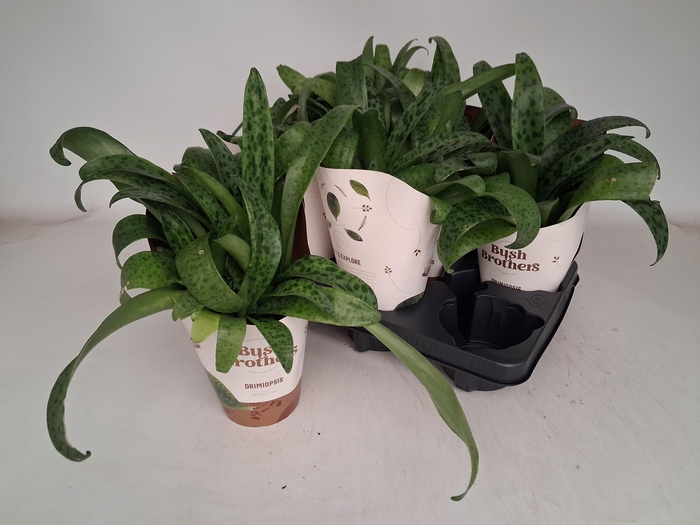 DRIMIOPSIS MACULATA