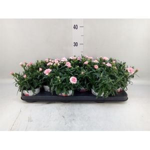 Dianthus  'Oscar Pink'