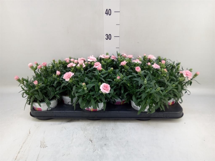 <h4>Dianthus  'Oscar Pink'</h4>