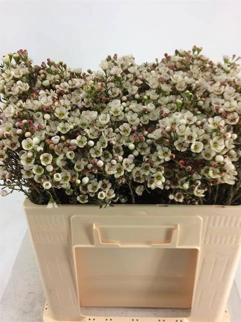 <h4>CHAME BLONDIE</h4>