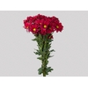 CRISANTEMO MORETTI 080 CM VERMELHO