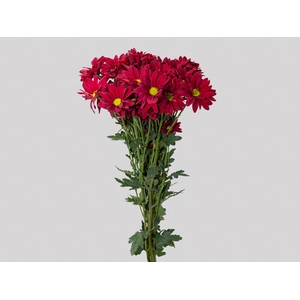 CRISANTEMO MORETTI 080 CM VERMELHO