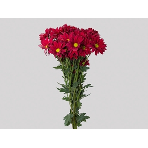 CRISANTEMO MORETTI 080 CM VERMELHO
