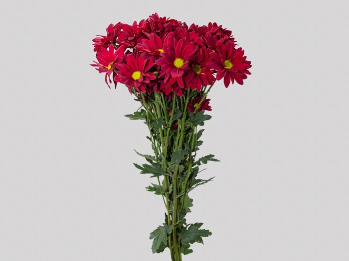 CRISANTEMO MORETTI 080 CM VERMELHO