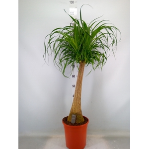 Beaucarnea recurvata
