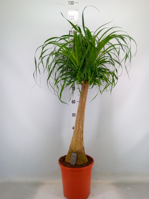 <h4>Beaucarnea recurvata</h4>