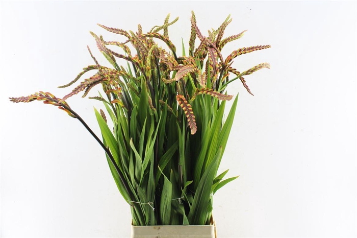 <h4>Chasmanthe Saturnus</h4>