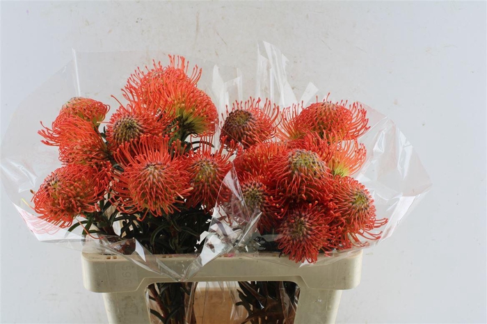 <h4>Leuco Co Succession</h4>