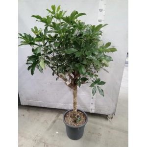 Schefflera arbor. 'Compacta'