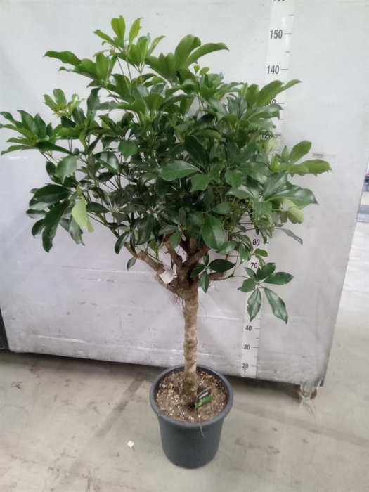 <h4>Schefflera arbor. 'Compacta'</h4>
