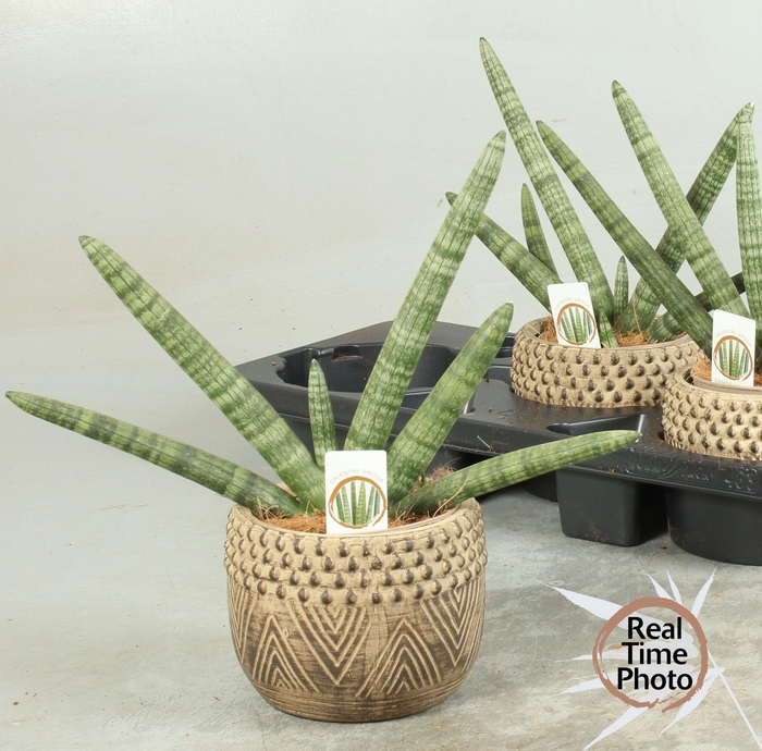 <h4>SANSEV CY HANDSHAKE</h4>