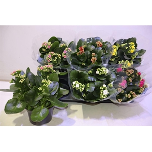 arr8 Kal Ge Gem 5 Kl