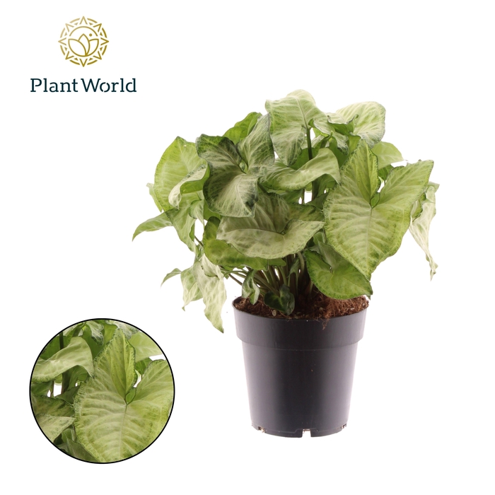 <h4>Syngonium White Butterfly</h4>