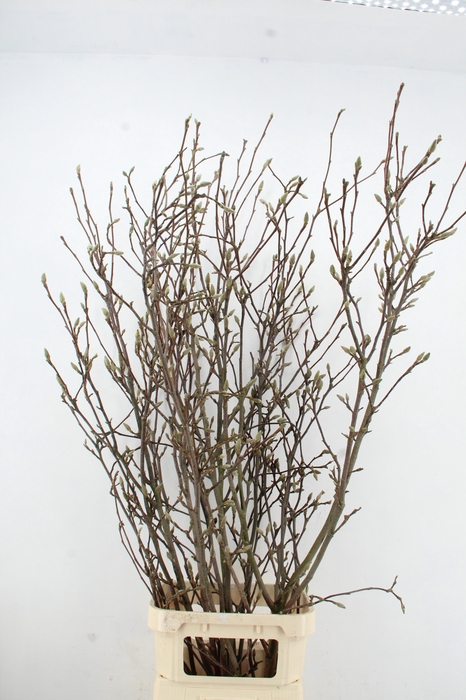 MAGNOLIA GRANDIFLORA X6 GRILLIG