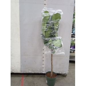 Ficus lyrata