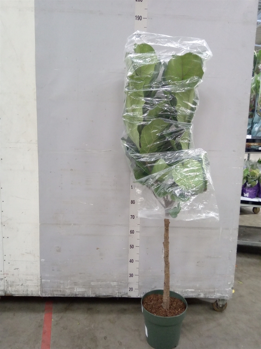 <h4>Ficus lyrata</h4>