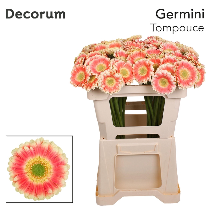 <h4>Germini Tompouce Water</h4>