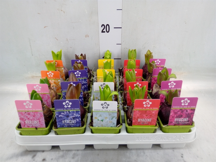 <h4>Hyacinthus orie. 'Pearl'  ...mix  5</h4>